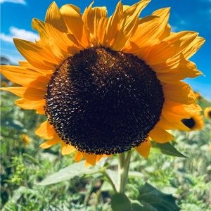 Meet your Posher, Brooke